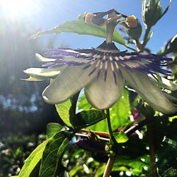 Passionsblume